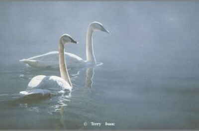 Photo of the painting Light and Mist - Trumpeter Swans by Terry Isaac