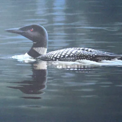 Photo of the painting Parting reflections - Common Loon by Daniel Smith