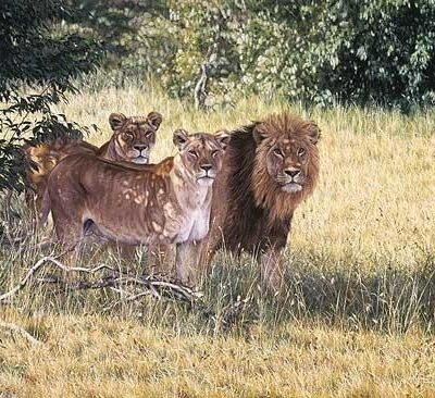 Photo of the painting Pride by Simon Combes