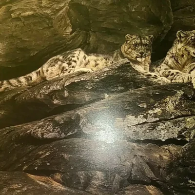 Photo of the painting Snow Leopards by Alan Hunt
