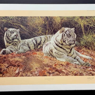 Photo of the painting White tiger ever watchful by Anthony Gibbs
