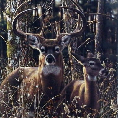 Photo of the painting Woodland Shadows by Jay Kemp